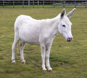 It is with great sadness that we say goodbye to our beloved Sponsorship Star Gnasha.