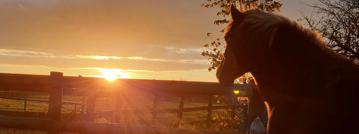 horse looking off into the sunset